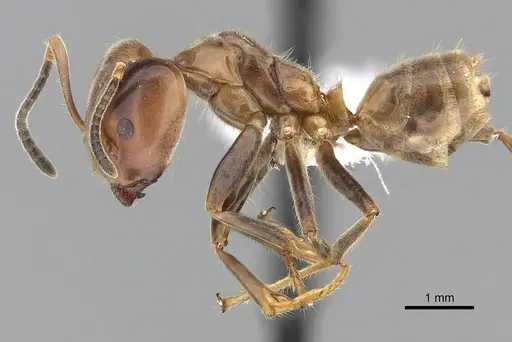 Azteca instabilis - JTLC000009539