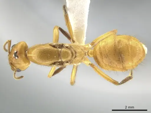 Azteca isthmica specimen