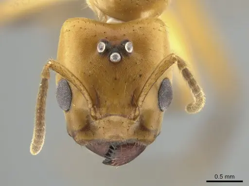 Azteca isthmica specimen