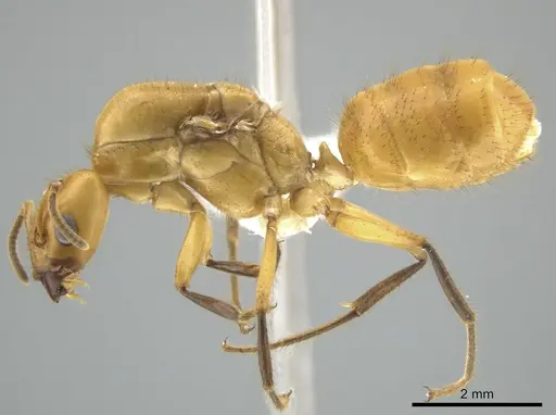 Azteca isthmica specimen