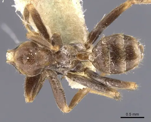 Azteca isthmica - CASENT0911460