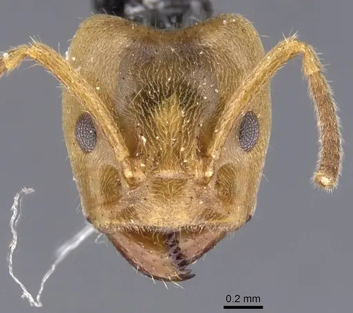 Azteca isthmica - CASENT0911460