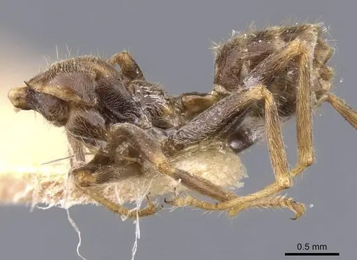 Azteca isthmica - CASENT0911460