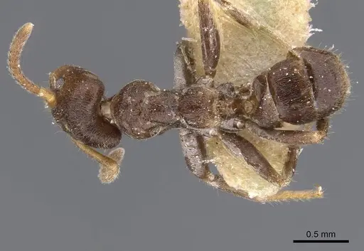 Azteca isthmica - CASENT0911461