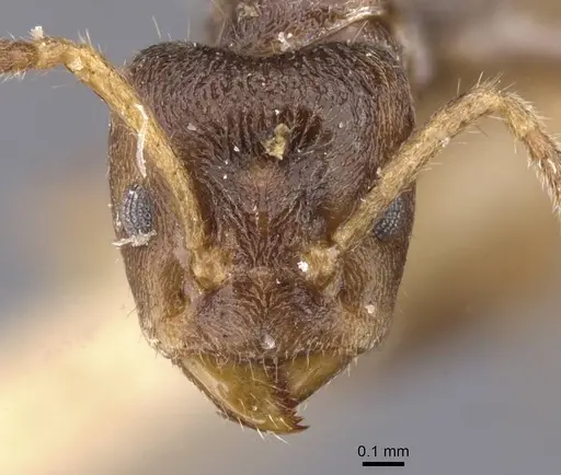 Azteca isthmica - CASENT0911461