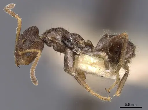 Azteca isthmica - CASENT0911461