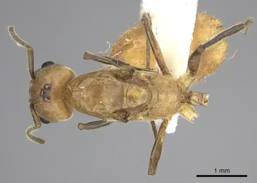 Azteca isthmica - JTLC000008099