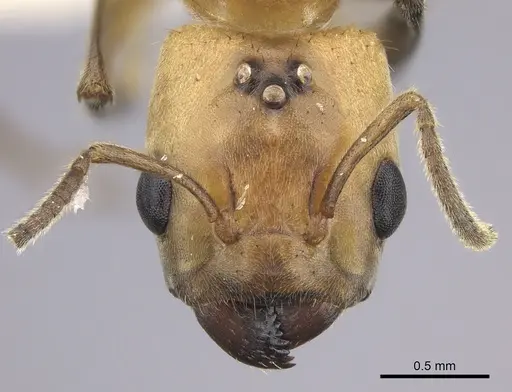 Azteca isthmica - JTLC000008099