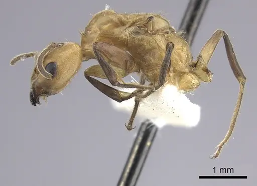 Azteca isthmica - JTLC000008099