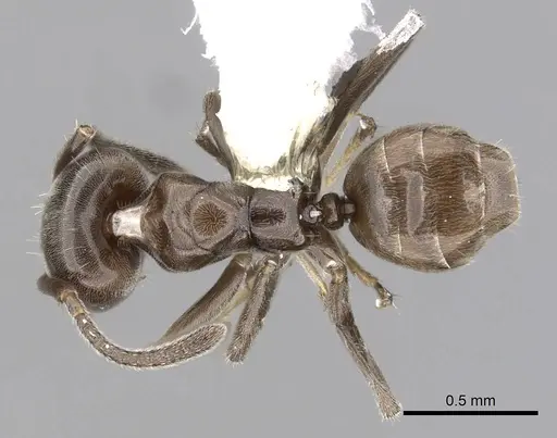 Azteca jelskii specimen