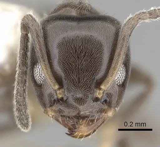 Azteca jelskii specimen