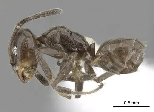 Azteca jelskii specimen