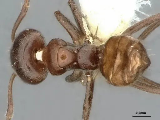 Azteca jelskii - CASENT0886028