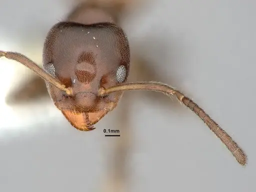 Azteca jelskii - CASENT0886028