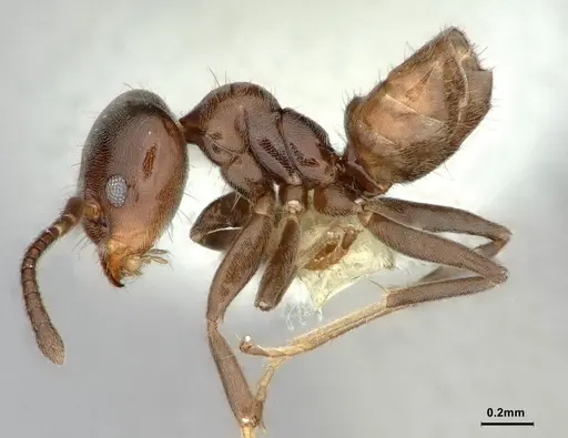 Azteca jelskii - CASENT0886028