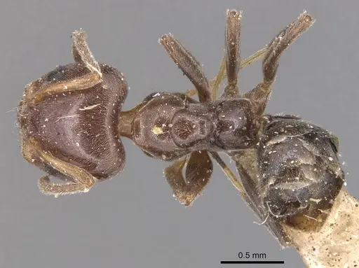 Azteca jelskii - CASENT0905090