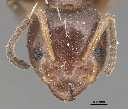 Azteca jelskii - CASENT0905090