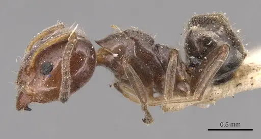 Azteca jelskii - CASENT0905090