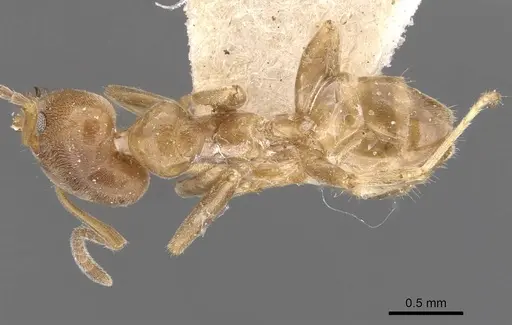 Azteca jelskii - CASENT0909680