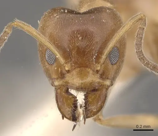 Azteca jelskii - CASENT0909680