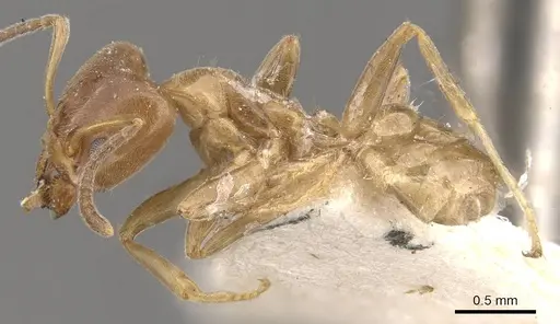 Azteca jelskii - CASENT0909680