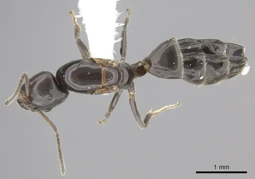 Azteca jelskii - JTLC000015044