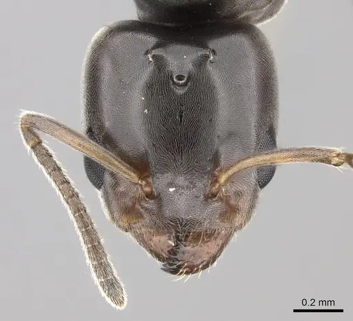 Azteca jelskii - JTLC000015044