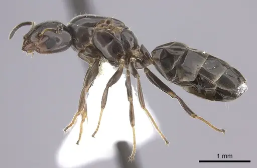 Azteca jelskii - JTLC000015044