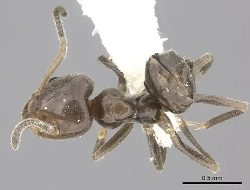 Azteca jelskii - JTLC000015045