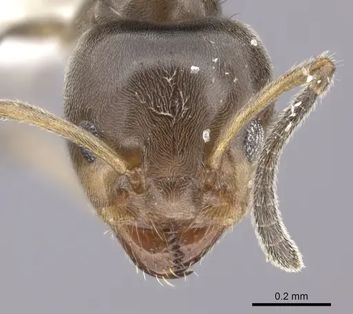 Azteca jelskii - JTLC000015045