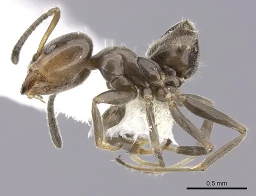 Azteca jelskii - JTLC000015045