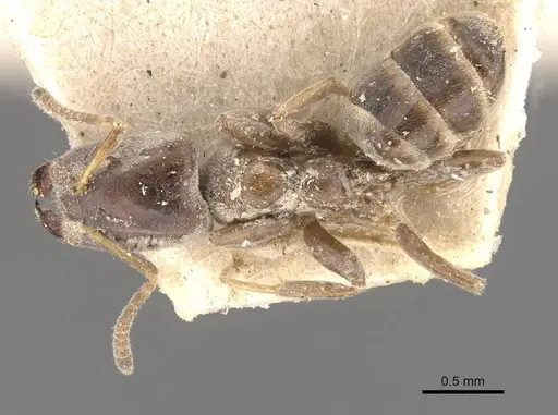 Azteca juruensis specimen