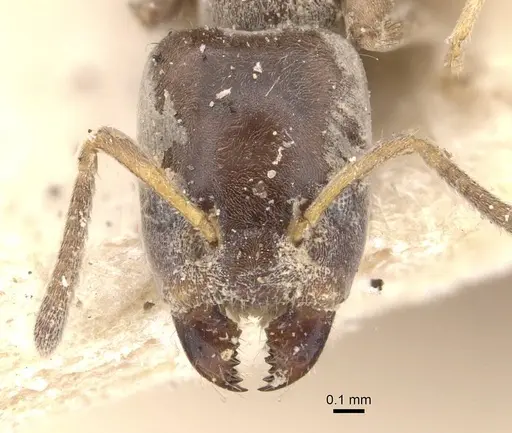 Azteca juruensis specimen