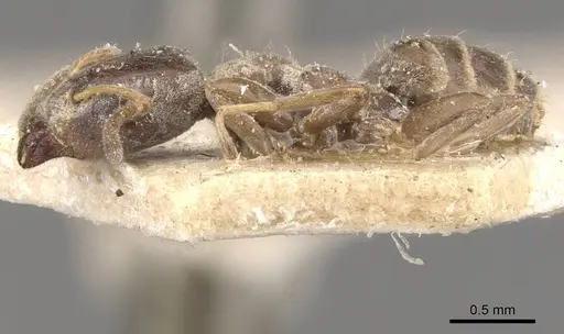 Azteca juruensis specimen