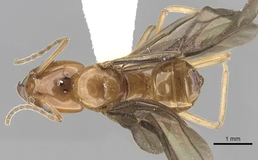 Azteca lallemandi specimen