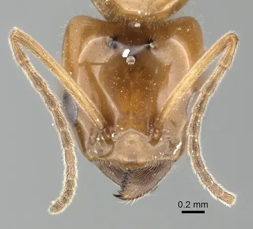 Azteca lallemandi specimen