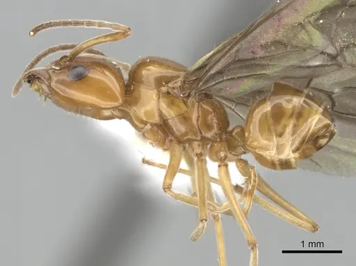 Azteca lallemandi specimen