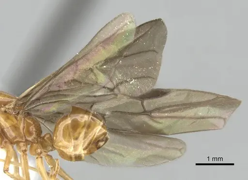 Azteca lallemandi - CASENT0249533