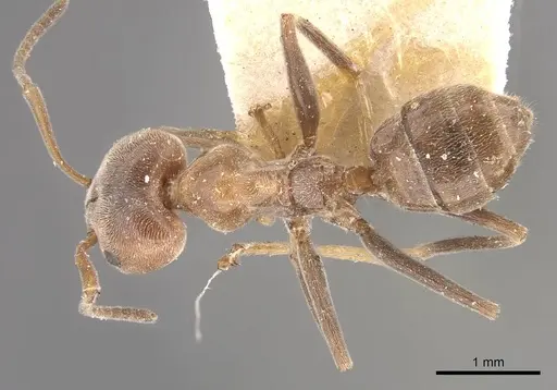 Azteca lallemandi - CASENT0909643