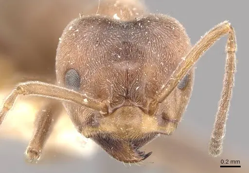 Azteca lallemandi - CASENT0909643