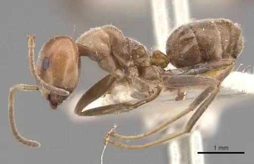 Azteca lallemandi - CASENT0909643