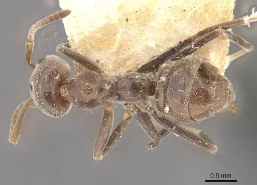 Azteca lallemandi - CASENT0909644