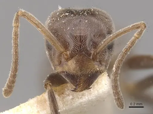 Azteca lallemandi - CASENT0909644