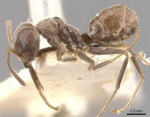 Azteca lallemandi - CASENT0909644