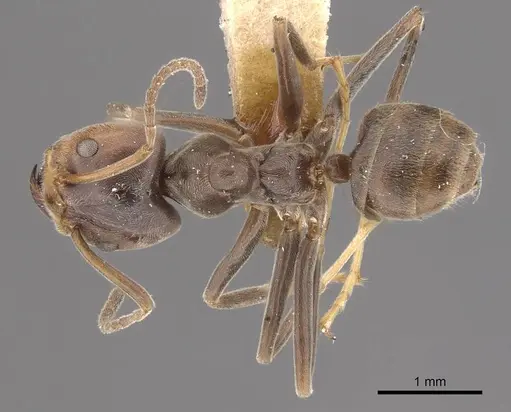 Azteca lallemandi - CASENT0909645