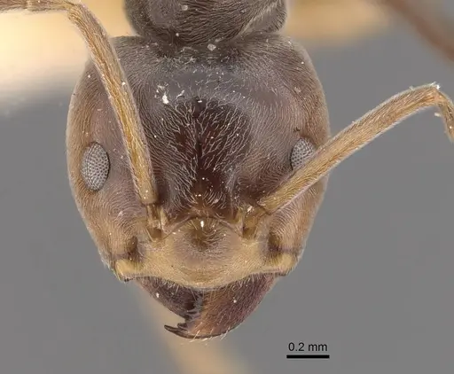 Azteca lallemandi - CASENT0909645