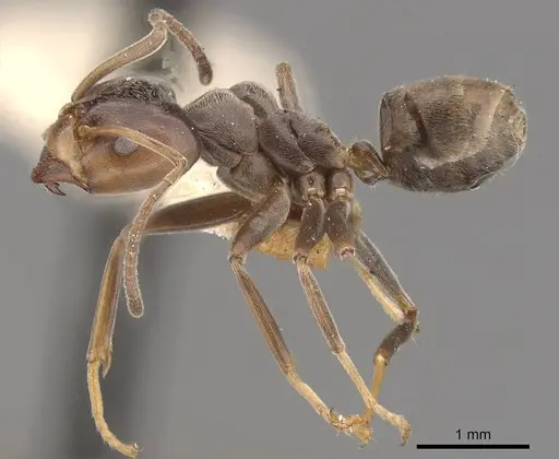 Azteca lallemandi - CASENT0909645