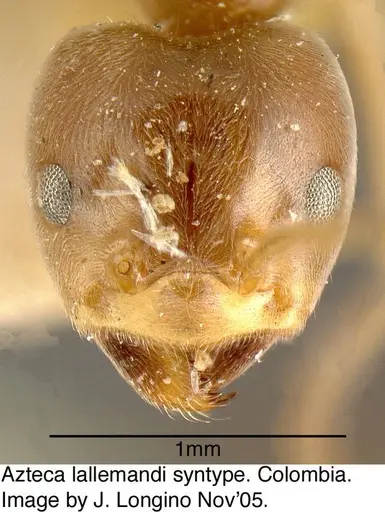 Azteca lallemandi - JTL073593