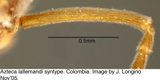 Azteca lallemandi - JTL073593