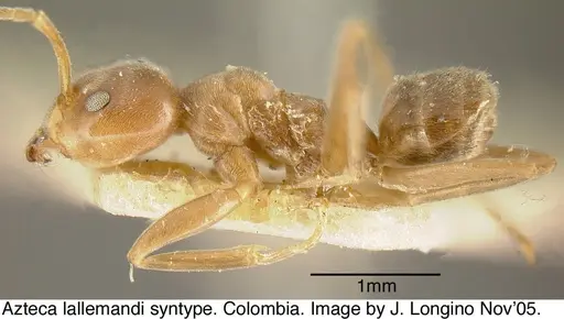 Azteca lallemandi - JTL073593